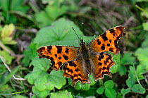 Comma butterfly (Polygonia c-album) at rest. Dorset, UK, July.