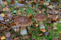 Penny Bun fungus (Boletus edulis) north Wales, UK, October.