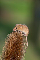 Harvest mouse (Micromys minutus) on teasel, captive.