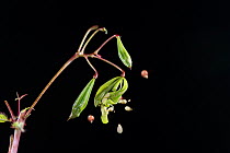 Himalayan Balsam (Impatiens glandulifera) seeds bursting from pod. Ripe seed pods do this in the wild when hit by rain drops. Digital composite.