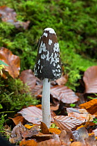 Magpie Fungus (Coprinus picaceus) Sussex, England, UK, November.