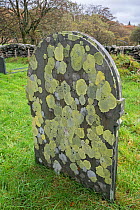 Map Lichen (Rhizocarpon geographicum) on grave stone,  Capel Curig,  Snowdonia, north Wales, October.
