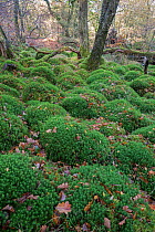 Moss (Polytrichum commune) Snowdonia, Wales, UK, October.
