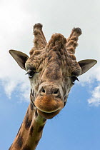 Rothschild's giraffe (Giraffa camelopardalis rothschildi), dominant male named Casper, Woburn Safari Park, UK, June, captive.