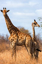 Giraffe (Giraffa camelopardalis), Kruger National Park, South Africa, September.