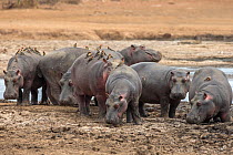 Hippopotamus (Hippopotamus amphibius) group on land with red billed oxpeckers (Buphagus erythrorhynchus), Kruger National park, Mpumalanga, South Africa.