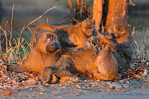Chacma baboon (Papio cynocephalus ursinus), Kruger National Park, South Africa.