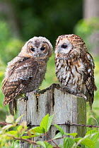 Tawny owl (Strix aluco), adult and juvenile perched on fence post, UK, June, captive.