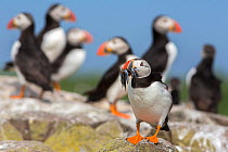 Puffins (Fratercula arctica), foreground puffin with beak full of sandeels, Farne Islands, Northumberland, UK, July.