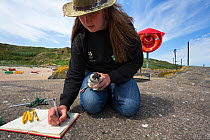 National Trust ranger Laura Shearer recording number of ring just fitted to puffin chick (Fratercula arctica), newly emerged from burrow, Inner Farne, Farne Islands, Northumberland, UK, July.
