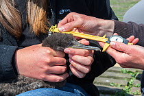 Measuring shag chick (Phalacrocorax aristotelis) for research, Inner Farne, Farne Islands, Northumberland, UK, July.