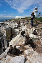 National Trust ranger Laura Shearer monitoring nesting seabirds, Inner Farne, Farne Islands, Northumberland, UK, July.