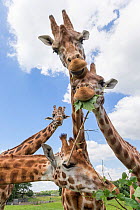 Rothschild's giraffes (Giraffa camelopardalis rothschildi), feeding on leaves, Woburn Safari Park, UK, June, captive.