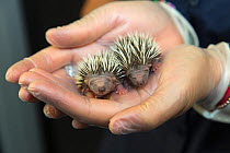 Orphan baby hedgehogs (Erinaceus europaeus) held in human hands, Secret World animal rescue centre, Somerset, UK, June.