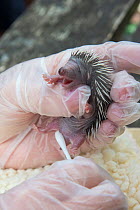 Stimulating urination of orphan baby hedgehog (Erinaceus europaeus), Secret World animal rescue centre, Somerset, UK, June.