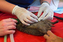 Vet checking hedgehog (Erinaceus europaeus) with injured jaw, Secret World animal rescue centre, Somerset, UK, June.