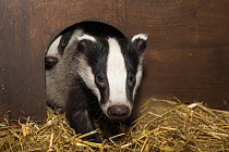 Badger cub (Meles meles) in Secret World animal sanctuary, Somerset, UK, June.