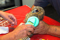 Scanning newly inserted microchip in juvenile tawny owl (Strix aluco) prior to release into wild, Secret World animal sanctuary, Somerset, UK, June.