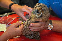 Injecting microchip into juvenile tawny owl (Strix aluco) prior to release into wild, Secret World animal sanctuary, Somerset, UK, June.