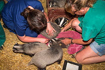 Vet checking badger cubs (Meles meles), Secret World animal sanctuary, Somerset, UK, June.
