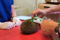 Hedgehog (Erinaceus europaeus) being anaesthetised prior to examination, Secret World animal rescue centre, Somerset, UK, June.