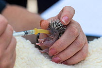 Hedgehog (Erinaceus europaeus), orphaned baby feeding, Secret World animal rescue centre, Somerset, UK, June.