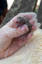 Hedgehog (Erinaceus europaeus), orphaned baby, Secret World animal rescue centre, Somerset, UK, June.