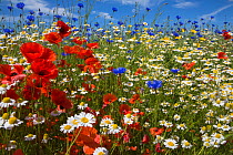 Cornfield annual summer wildflowers growing on one of the plant charity Landlife's National Wildflower Farms, St Helens, Merseyside, UK, June.