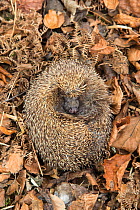 Hedgehog (Erinaceus europaeus) curled up sleeping in autumn leaves, UK, June, captive.