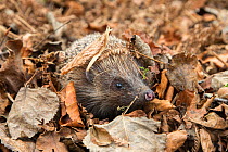 Hedgehog (Erinaceus europaeus) in autumn leaves, UK, June, captive.