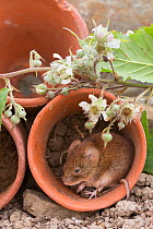 Bank vole (Clethrionomys glareolus) in plant pot, UK, June, captive.