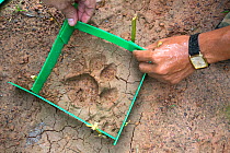 Staff from NGO Freeland preparing to take a cast of an Indochinese tiger paw print (Panthera tigris corbetti), Thap Lan National Park, Thailand, August.