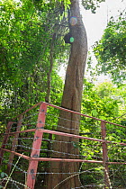 Siam rosewood tree (Dalbergia cochinchinensis), protected by fence and barbed wire, Thap Lan National Park, Dong Phayayen-Khao Yai Forest Complex, eastern Thailand, August.