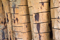 Confiscated Siam rosewood tree (Dalbergia cochinchinensi) wood, showing poachers' cuts to aid debarking, Thap Lan National Park, Dong Phayayen-Khao Yai Forest Complex, eastern Thailand, August.