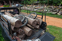 Siam rosewood tree (Dalbergia cochinchinensis)timber  confiscated from poachers, stored as evidence, Thap Lan National Park, Dong Phayayen-Khao Yai Forest Complex, eastern Thailand, August.
