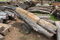 Improvised cart used by poachers to remove Siam rosewood tree (Dalbergia cochinchinensis) timber stored as evidence, Thap Lan National Park, Dong Phayayen-Khao Yai Forest Complex, eastern Thailand, Au...