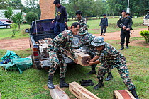 Thap Lan rangers unloading Siam rosewood tree (Dalbergia cochinchinensis) timber confiscated from poachers, Thap Lan National Park, Dong Phayayen-Khao Yai Forest Complex, eastern Thailand, August, 201...