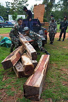 Thap Lan rangers unloading Siam rosewood tree (Dalbergia cochinchinensis) timber  confiscated from poachers, Thap Lan National Park, Dong Phayayen-Khao Yai Forest Complex, eastern Thailand, August, 20...