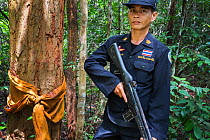 Siam rosewood tree (Dalbergia cochinchinensis) ordained by Buddhist monk, with forest guard, Thap Lan National Park, Dong Phayayen-Khao Yai Forest Complex, eastern Thailand, August, 2014.
