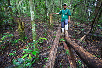 Khao Yai ranger Pongsak Siripan showing illegally felled trees (Aquilaria crassna), Khao Yai National Park, Dong Phayayen-Khao Yai Forest Complex, eastern Thailand, August, 2014.
