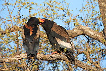 Bateleur eagle (Terathopius ecaudatus) pair, male (left) and female (right), allogrooming, Kruger National Park, South Africa.