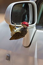 Bennett's woodpecker (Campethera bennettii) attacking its reflection in car wing mirror, Kruger National Park, South Africa.