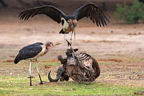 Marabou storks (Leptoptilos crumeniferus) on carcass, Chobe National Park, Botswana, Africa.