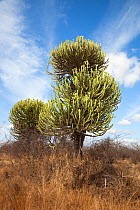 Lebombo euphorbia (Euphorbia confinalis), Kruger national Park, South Africa. Vulnerable species.