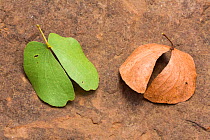 Mopane (Colophospermum mopane) leaves, fresh and dry, Kruger, South Africa.