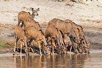 Greater kudu (Tragelaphus strepsiceros) drinking, Chobe National Park, Botswana, Africa.