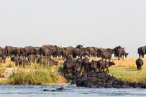 Cape buffalo (Syncerus caffer) herd crossing the Chobe River, Chobe Game Reserve, Botswana, Africa.