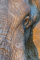 African elephant (Loxodonta africana) close up of face, Kruger National Park, South Africa.