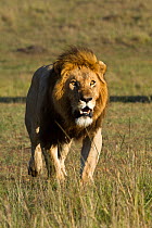 Lion (Panthera leo) male walking. Masai-Mara game reserve, Kenya.