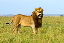 Lion (Panthera leo) male vocalising, Masai-Mara game reserve, Kenya.